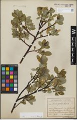 Foto von Salix glabra Scop.